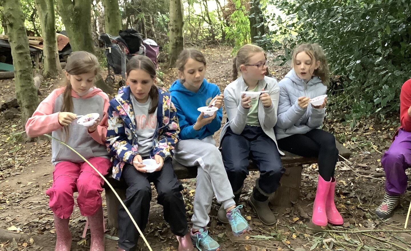 Image of Year 6 forest